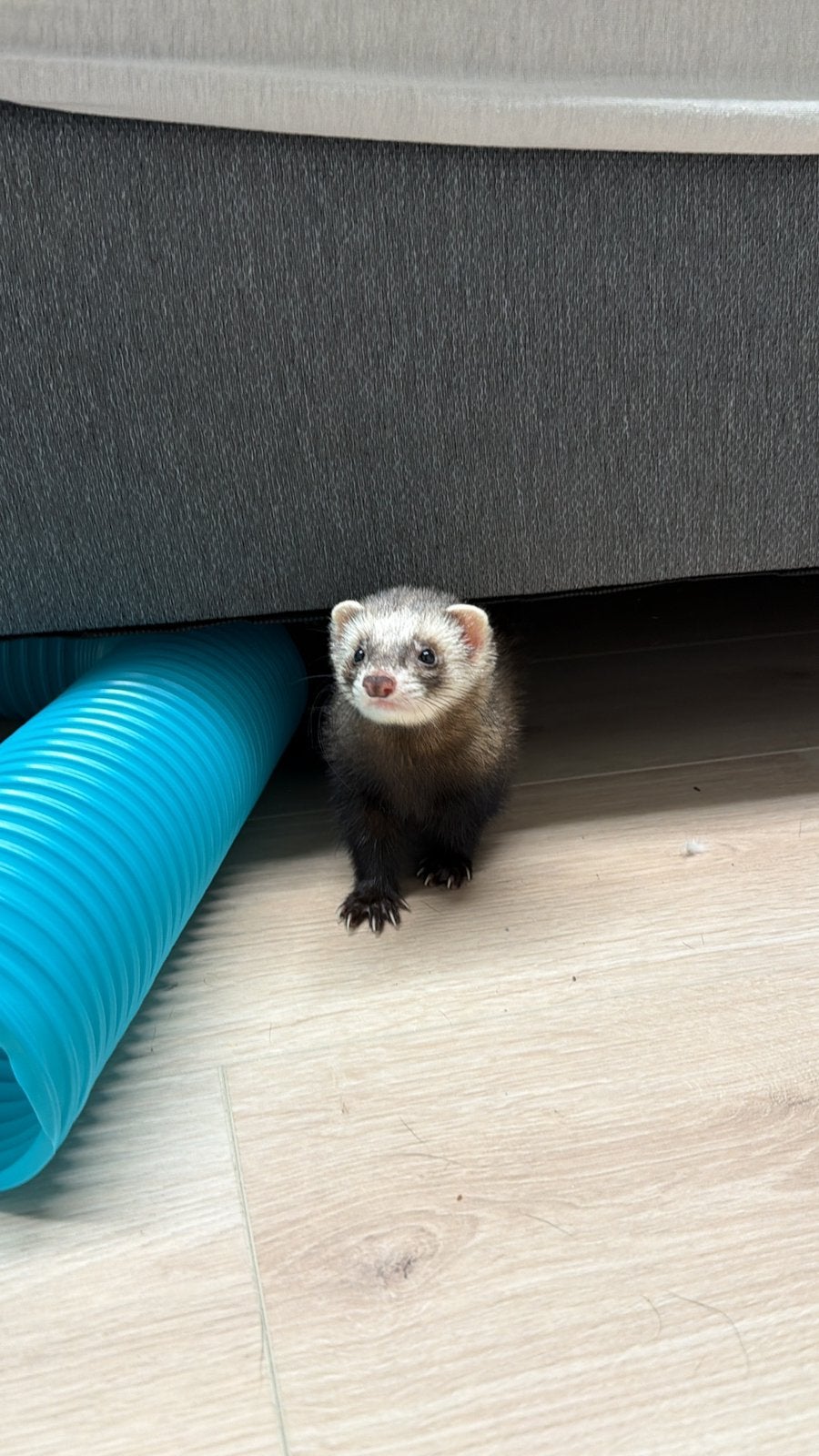 Fretjes ( Mannetje & vrouwtje ), Dieren en Toebehoren, Mei, Meerdere dieren