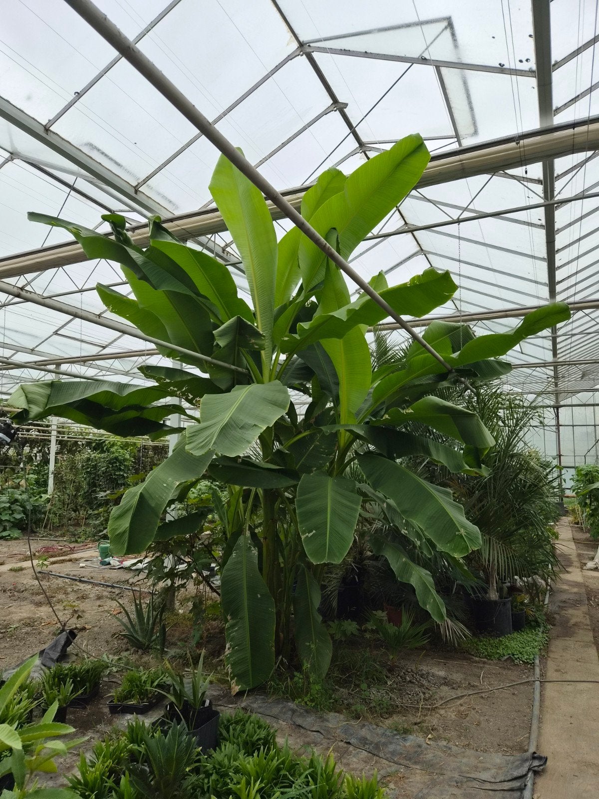Winterharde Bananenplant (Musa Basjoo) - Uitlopers/Stek, Overige soorten, Volle zon, Vaste plant, Ophalen of Verzenden