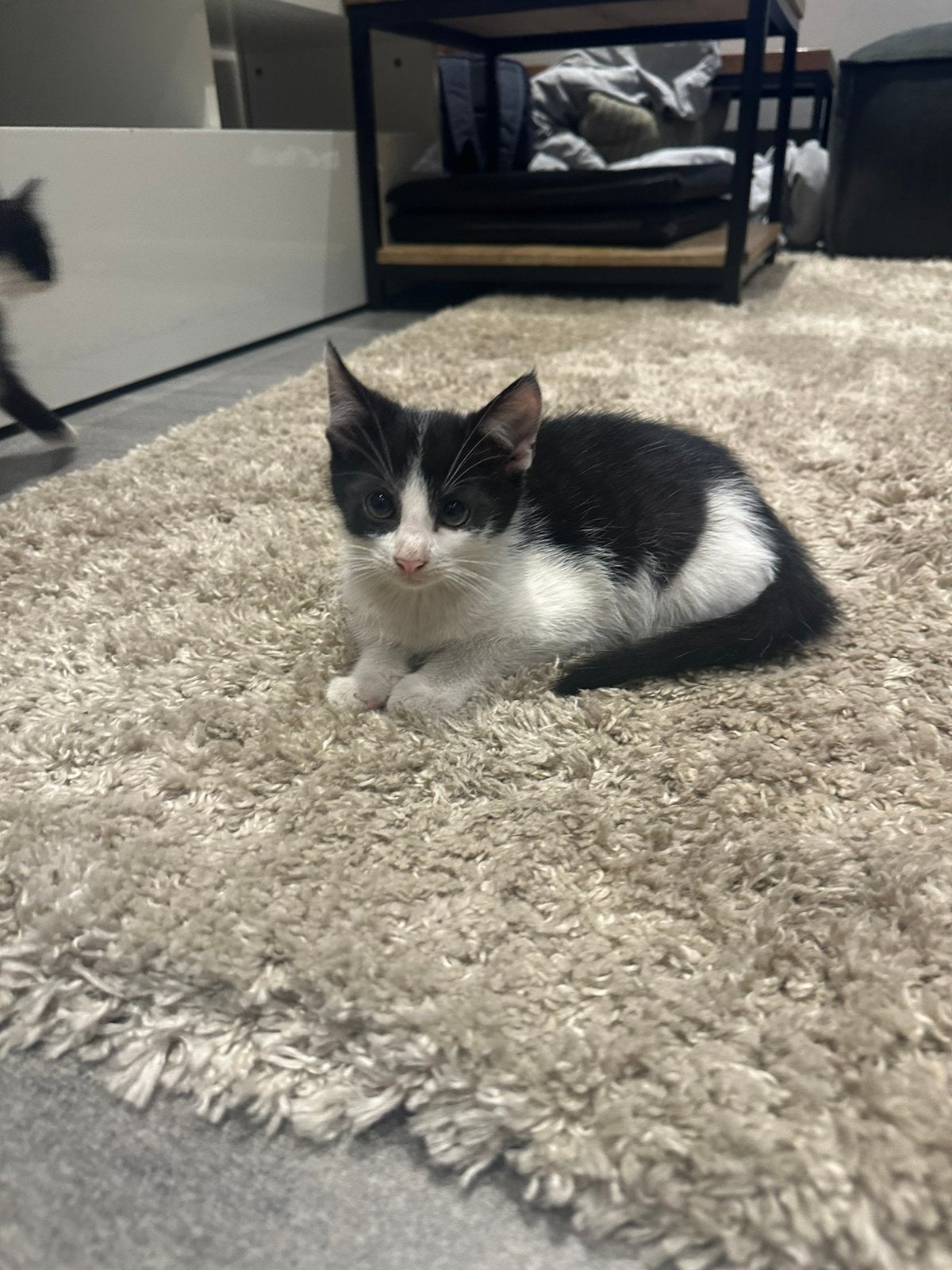 Boerderij kittens te koop!, Meerdere dieren, Kortharig, 0 tot 2 jaar
