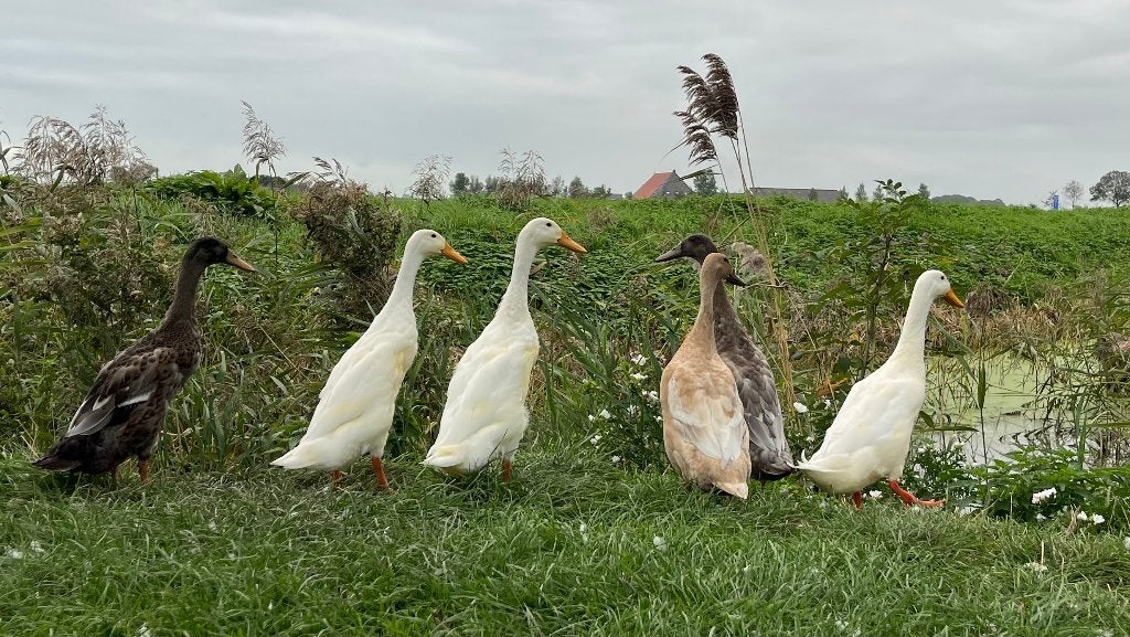 Loopeenden wit en wildkleur 1 vrouwelijk 7 woerden, Meerdere dieren, Eend