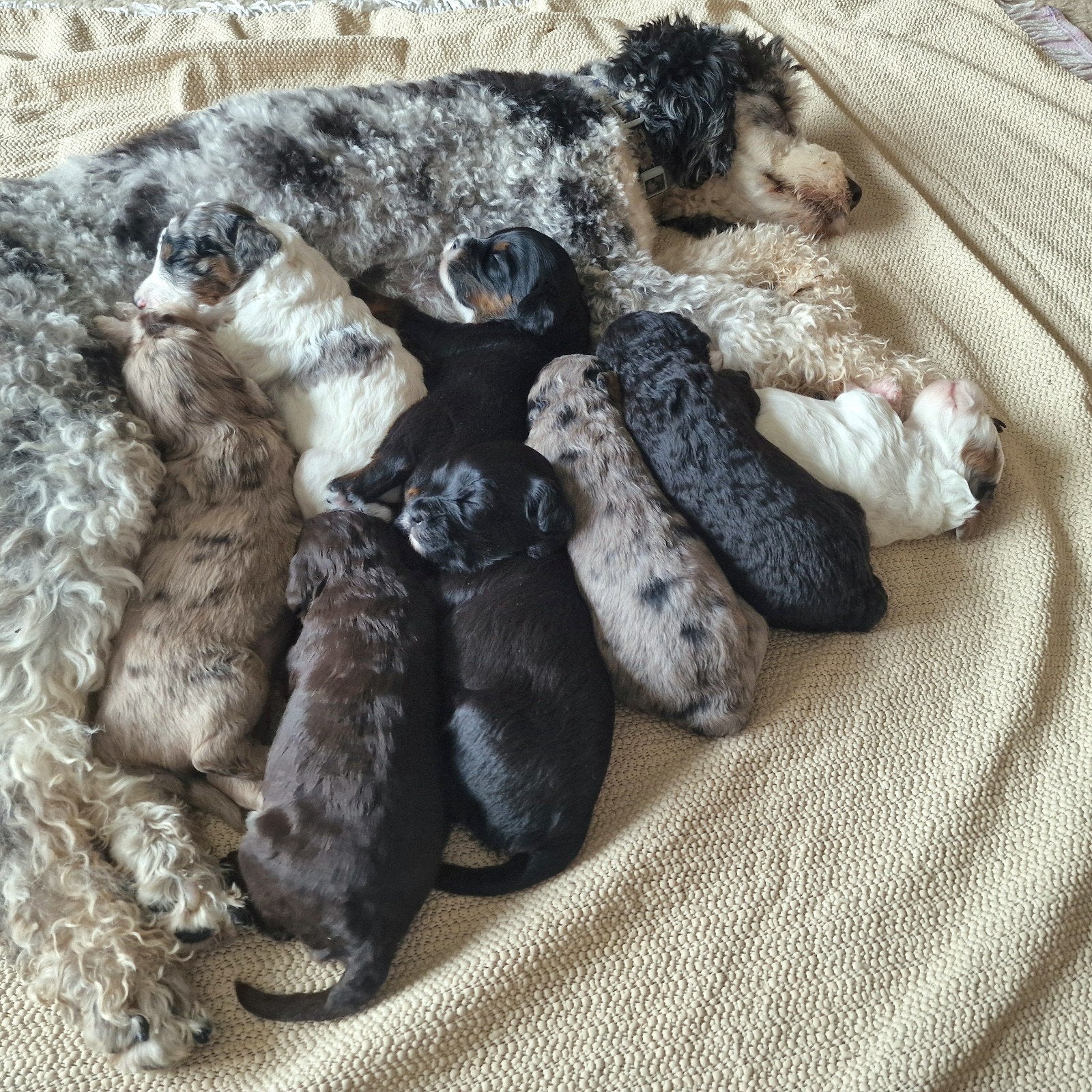 🐾kleurrijke merle, middenslag/medium poedel/Doodle pups!🐾, CDV (hondenziekte), 8 tot 15 weken, Meerdere, Meerdere dieren