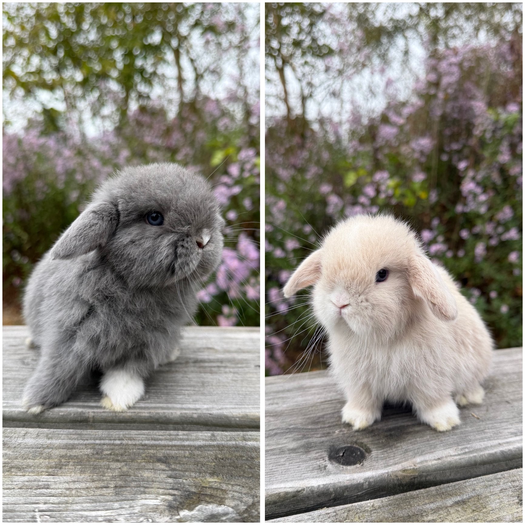 Lieve minilop konijntjes (koppel), Dieren en Toebehoren, Meerdere dieren, Dwerg