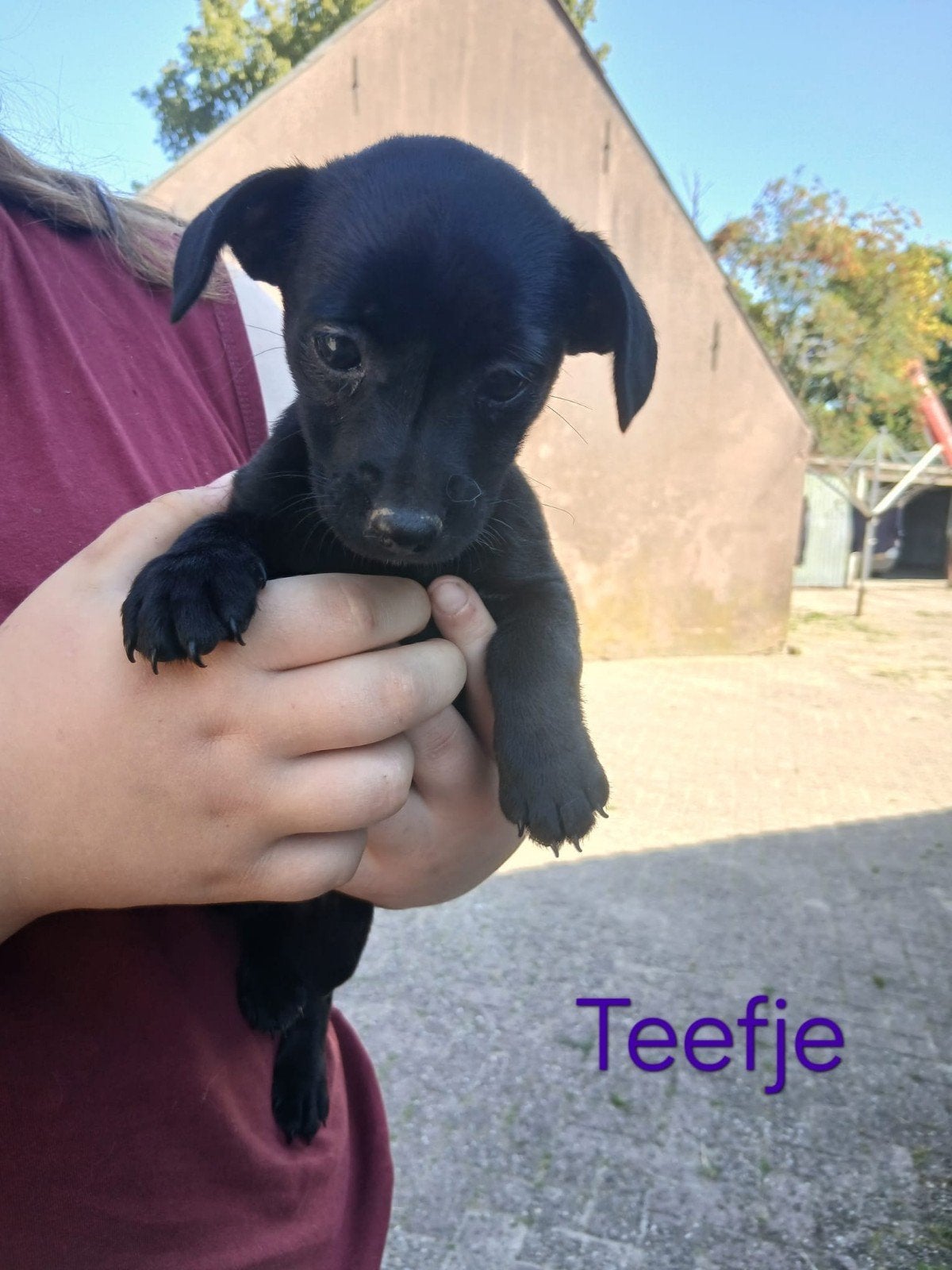 nog 2  mooie jack russel pups te koop, Jack Russell Terriër, 8 tot 15 weken, Parvo, Meerdere