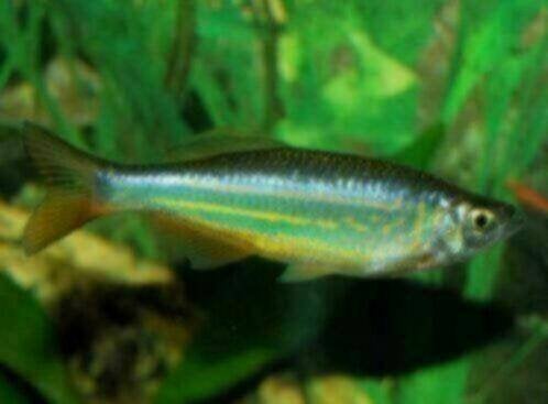 Giant Danio - Devario Aequipinnatus - Koidream Valburg