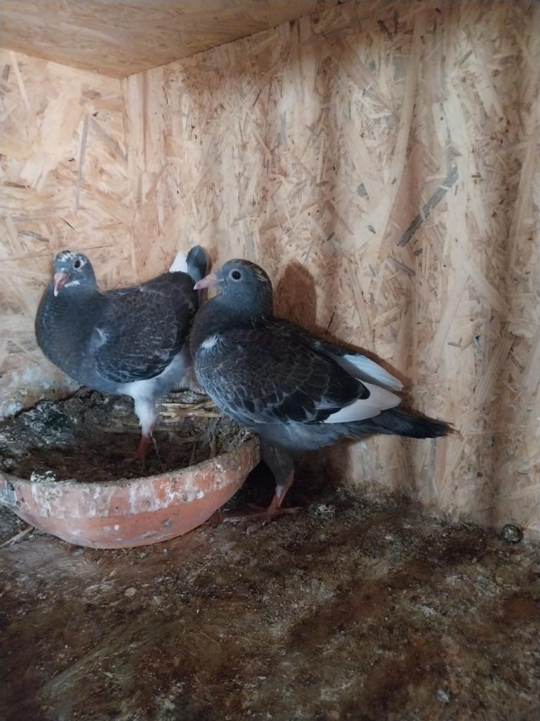 Jonge postduif  jan aarden, Dieren en Toebehoren, Vogels | Duiven, Meerdere dieren, Postduif