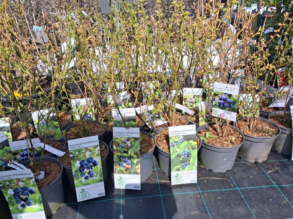 Blauwe bessen planten, vaccinum corymbosum diverse soorten, Tuin en Terras, Overige soorten, Vaste plant, Ophalen of Verzenden