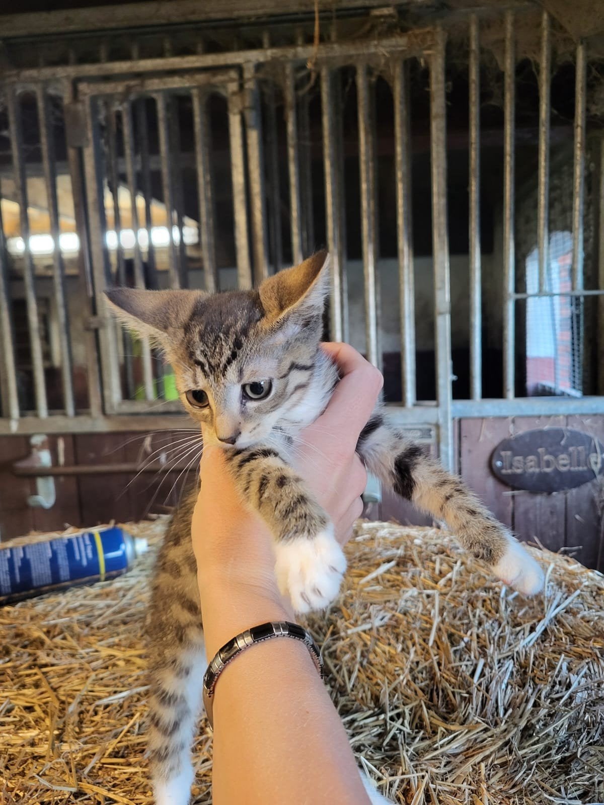 Kittens te koop, Dieren en Toebehoren, Meerdere dieren