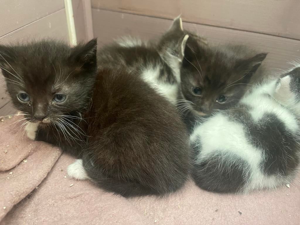 half britse korthaar kittens, Meerdere dieren, Kortharig, 0 tot 2 jaar