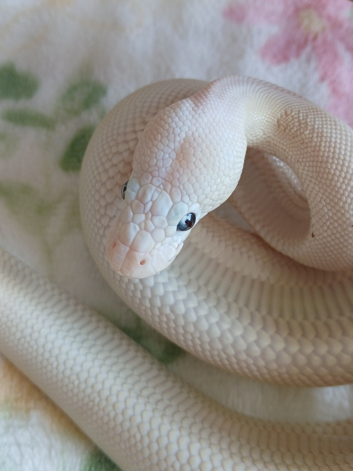 koningspython dames en mannen Ball Python photo 4
