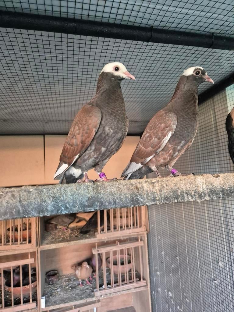 Catalaanse tuimelaars, Dieren en Toebehoren, Vrouwelijk, Postduif