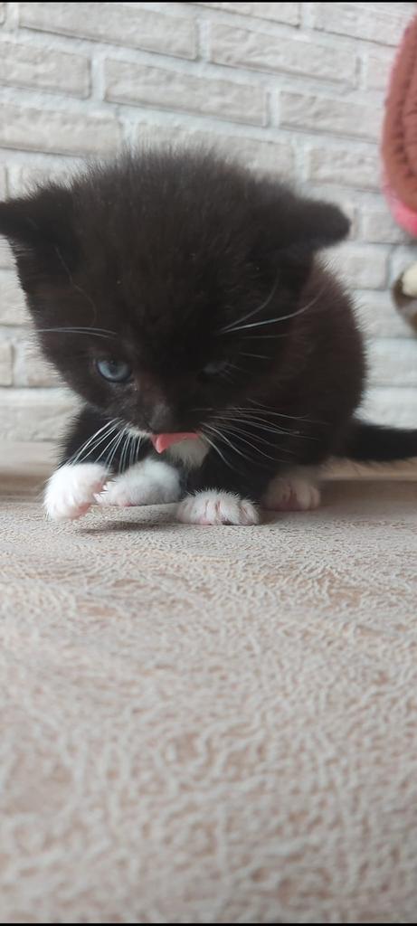 Kater kitten
