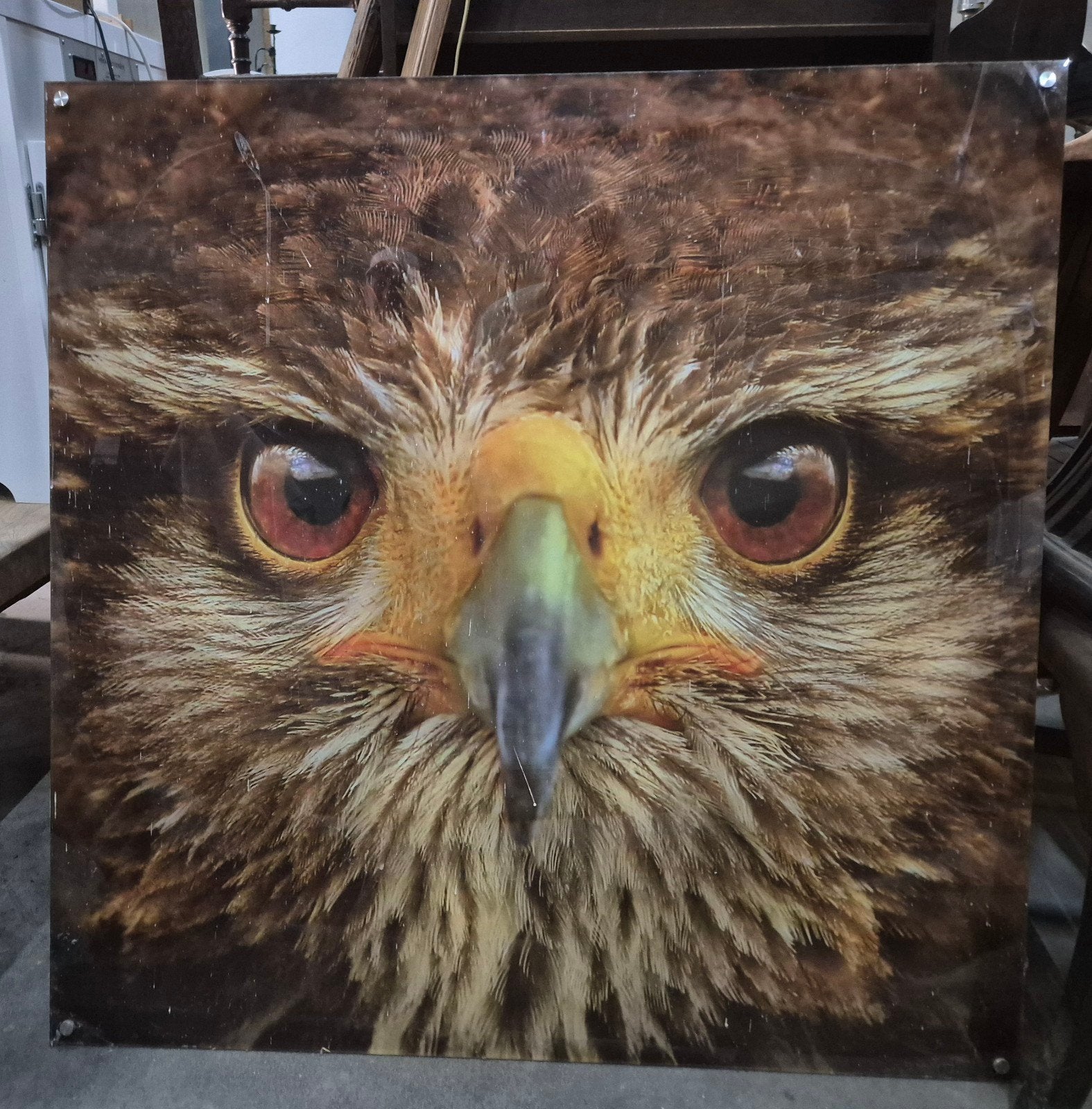 Indrukwekkend woestijnbuizerdportret op trespa, Antiek en Kunst, Ophalen, Kunststof, Print, Dieren