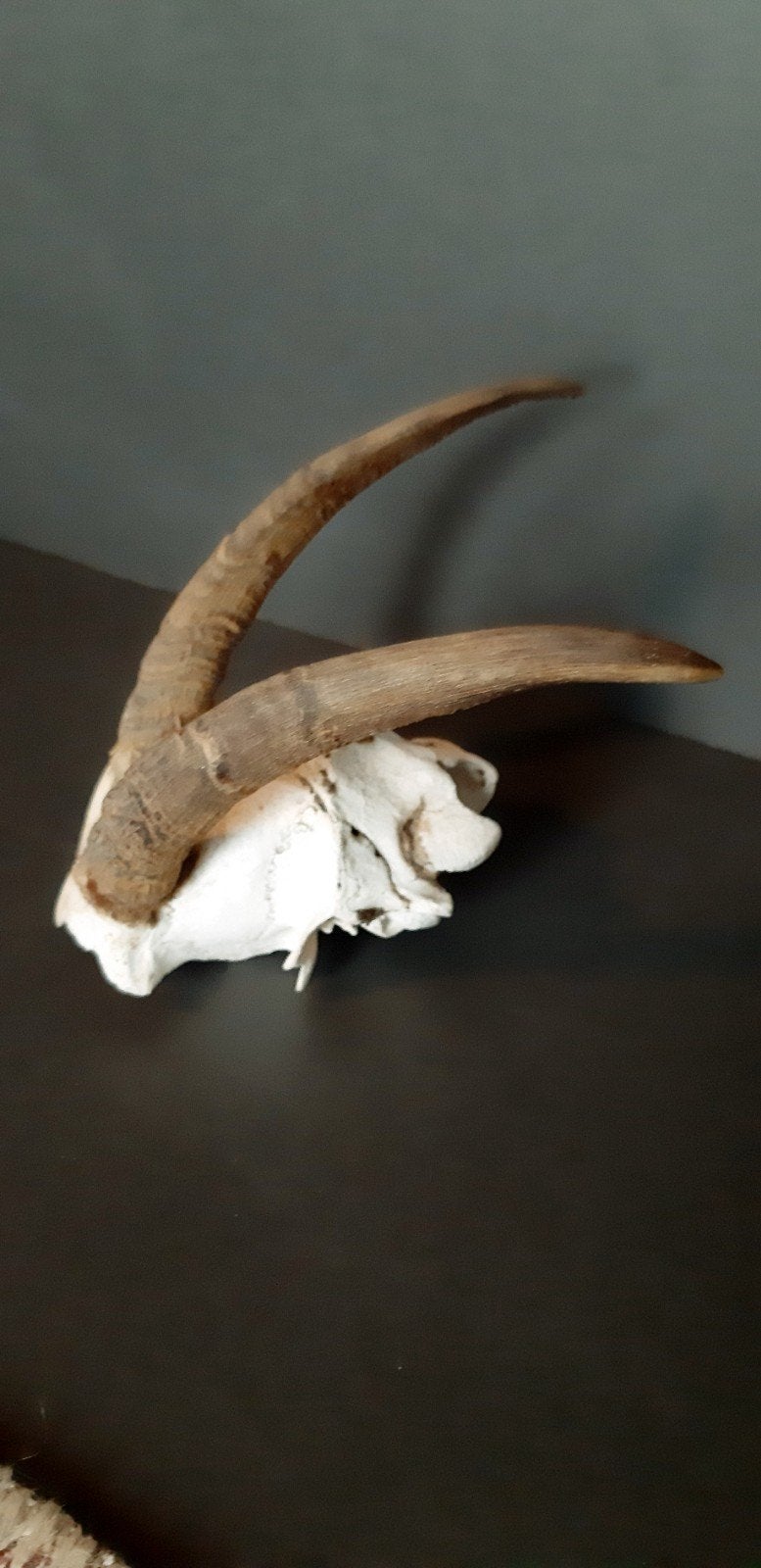 Schedel met hoorns - Decoratie, Ophalen of Verzenden, Gebruikt, Overige soorten, Schedel