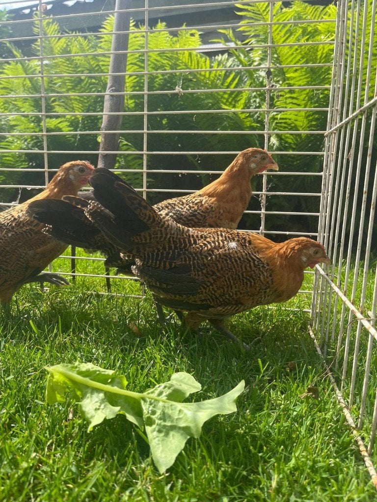 Hollands hoen goudpel haantjes, Dieren en Toebehoren, Pluimvee, Mannelijk, Kip