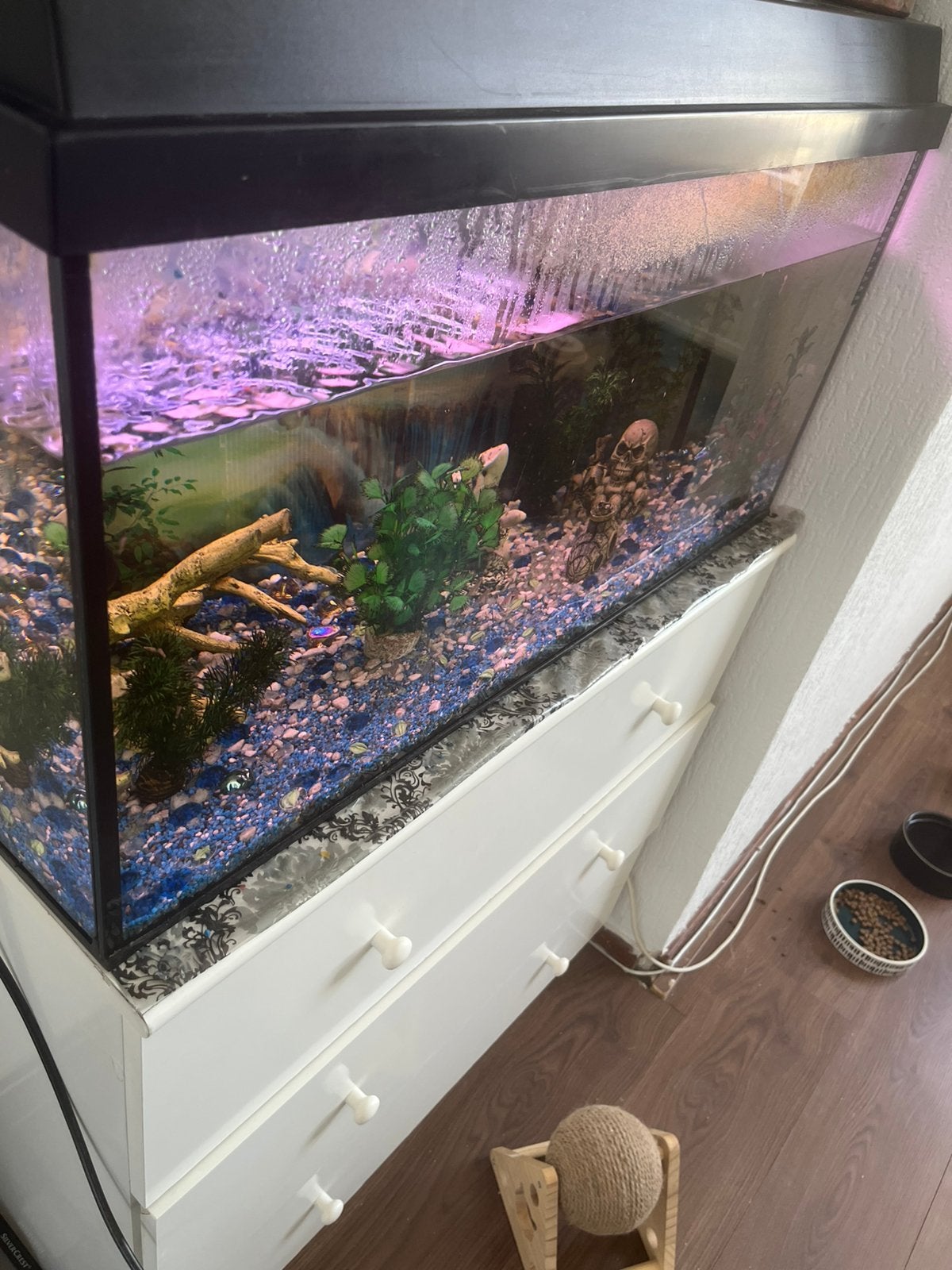 Vis aquarium geheel compleet met vissen, Ophalen, Zo goed als nieuw, Gevuld zoetwateraquarium