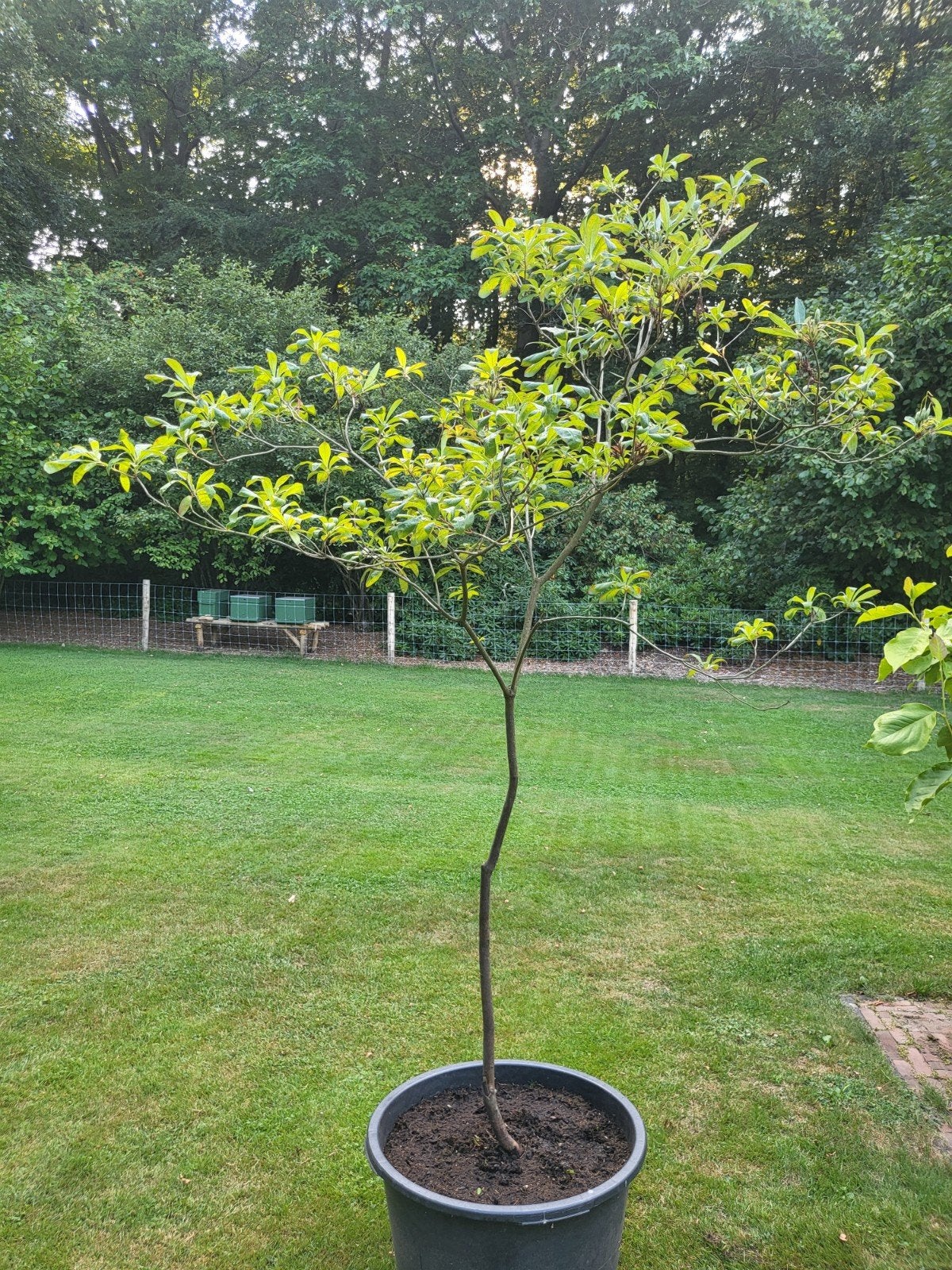 Pontische Azalea - Prachtige Rhododendron Luteum, Ophalen, Lente, Halfschaduw, Overige soorten
