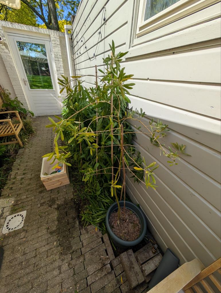 Oleander plant, Tuin en Terras, Planten | Bomen, Overige soorten, 100 tot 250 cm, Volle zon, Ophalen