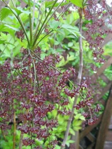 HEESTER Xanthorhiza simplicissima Geelwortel schaduw woekert, Bodembedekkers, Vaste plant, Ophalen of Verzenden, Halfschaduw