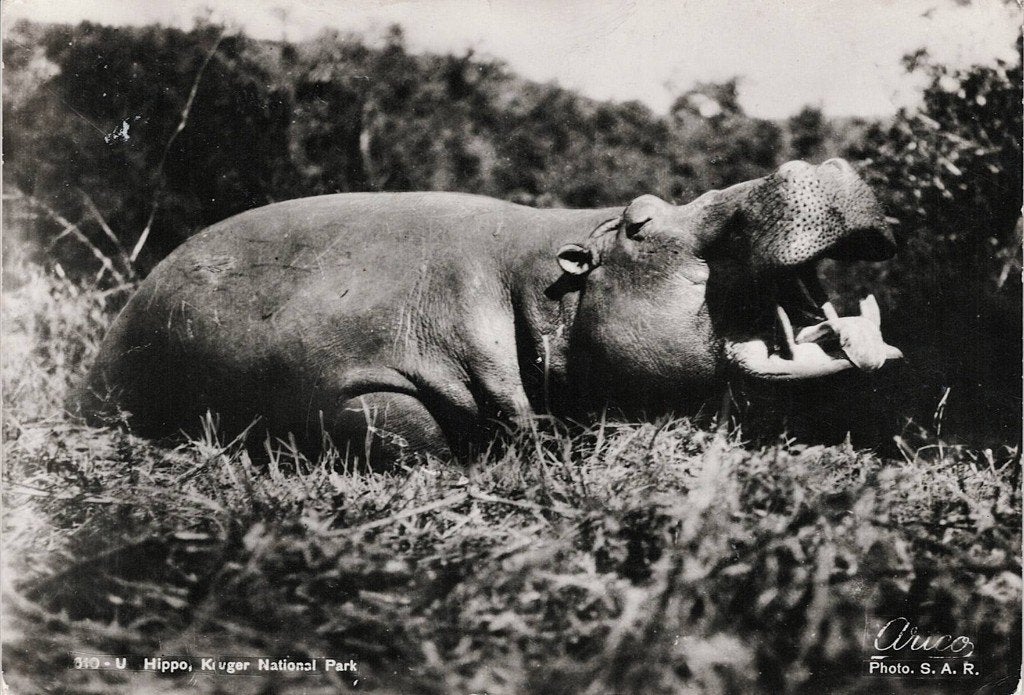 Hippo in de Kruger National Park 374, Ophalen of Verzenden, 1960 tot 1980, Gelopen, Wild dier