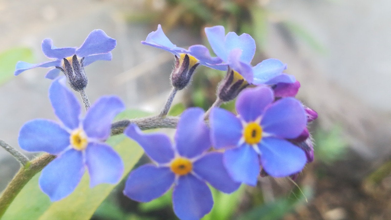 Vergeet mij nietje zaden, Myosotis, Overige soorten, Verzenden, Tweejarig, Halfschaduw