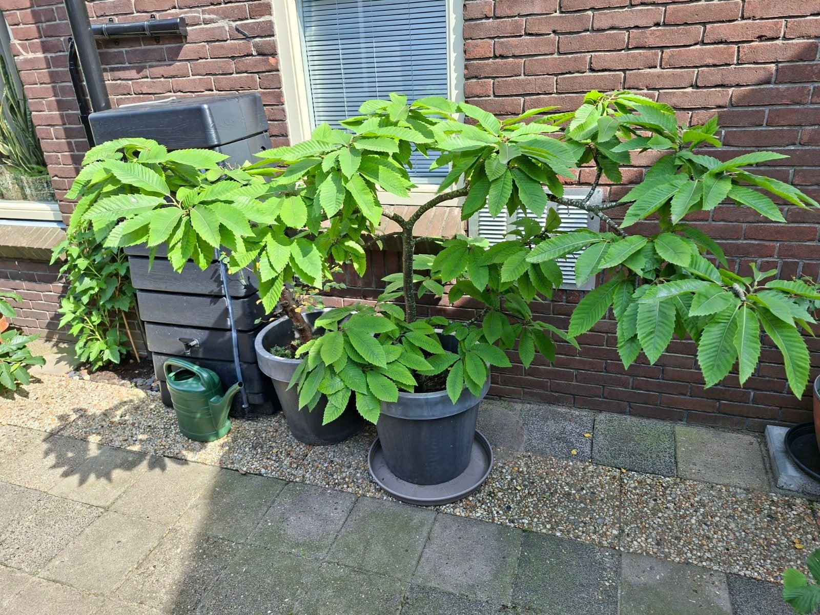 Tamme Kastanje 25 jaar oud, Ophalen, Minder dan 100 cm, Overige soorten, Lente