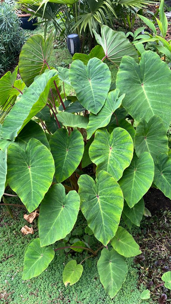 Colocasia `Pink China`, Tuin en Terras, Planten | Tuinplanten, Overige soorten, Volle zon, Vaste plant, Ophalen of Verzenden
