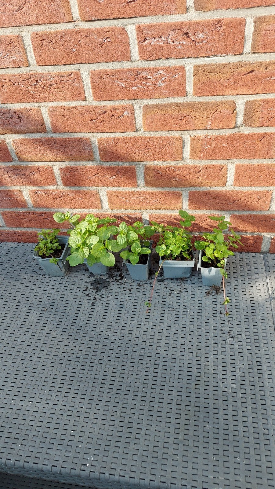 Biologische sinaasappelmunt, Ophalen, Eenjarig, Groenteplanten, Volle zon