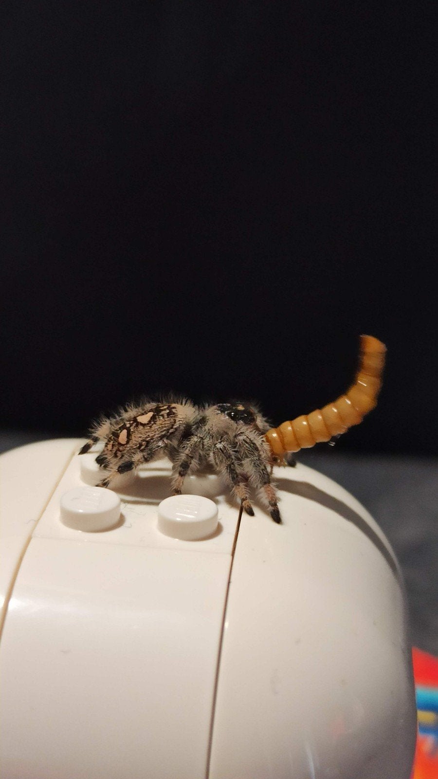 springspinnen, jumping spider, regius, Audax, Overige soorten