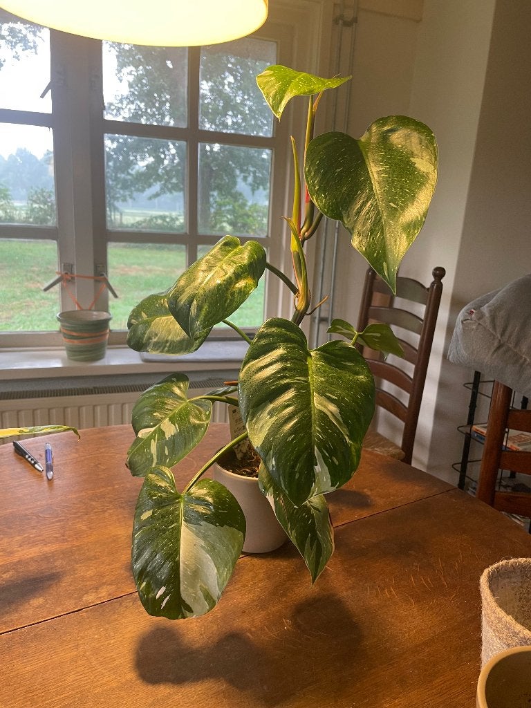 Philodendron white princess, Ophalen, Halfschaduw, Minder dan 100 cm