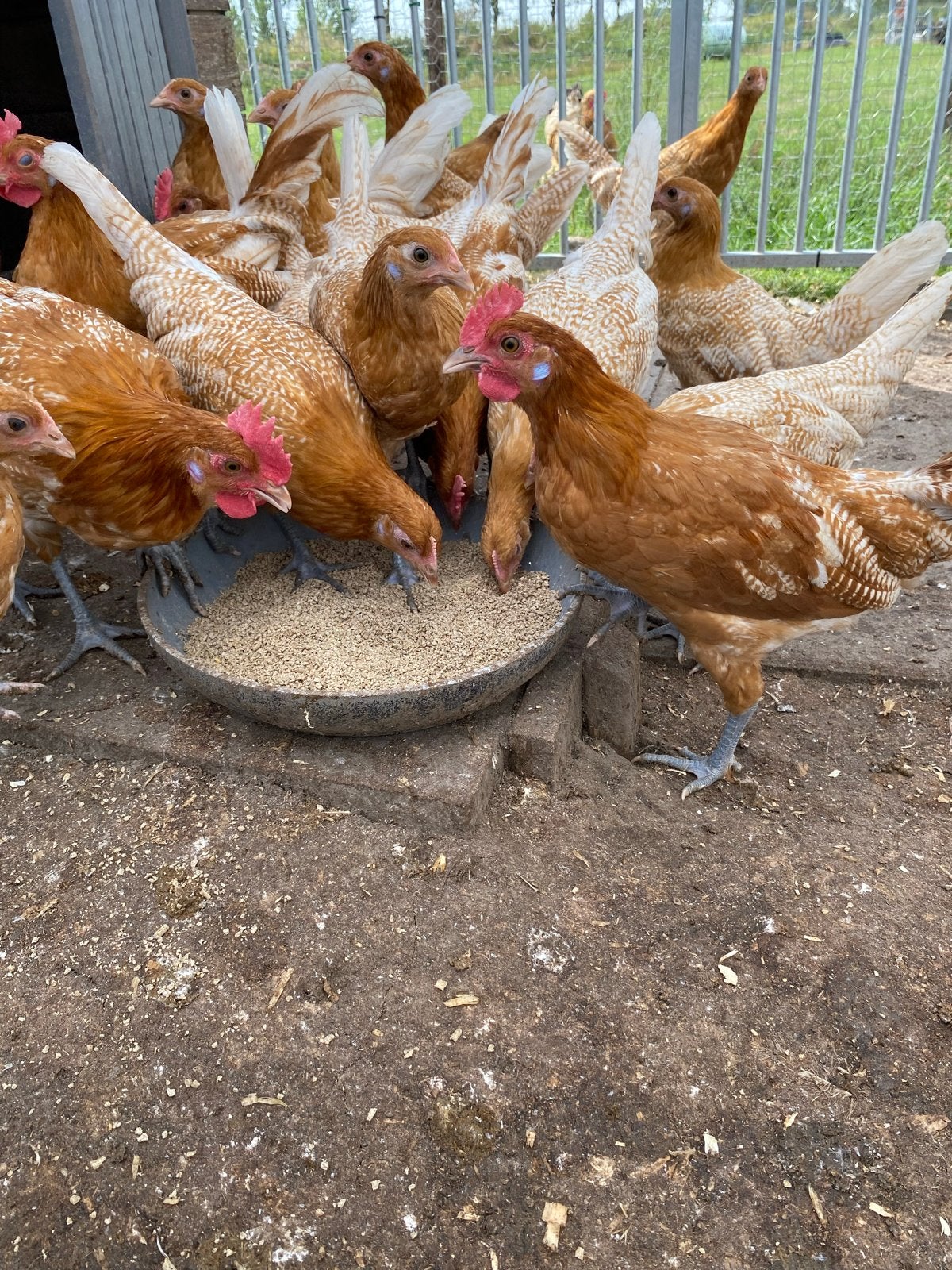 Friese haan, Dieren en Toebehoren, Pluimvee, Mannelijk