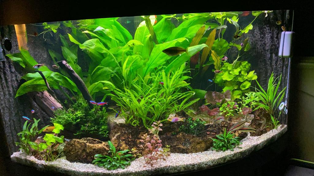 Juwel trigon 350l met buitenfilter  Bieden, Dieren en Toebehoren, Ophalen, Gebruikt, Gevuld zoetwateraquarium