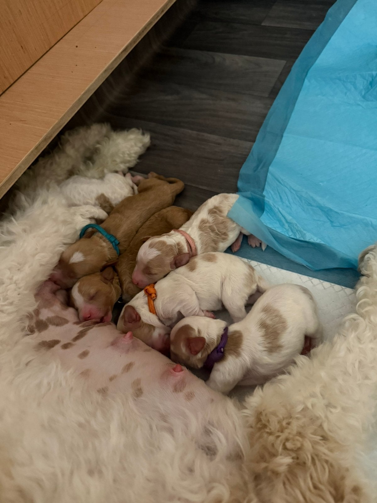 Prachtige mini Labradoodle pups beschikbaar, 8 tot 15 weken, Meerdere, Meerdere dieren, Klein