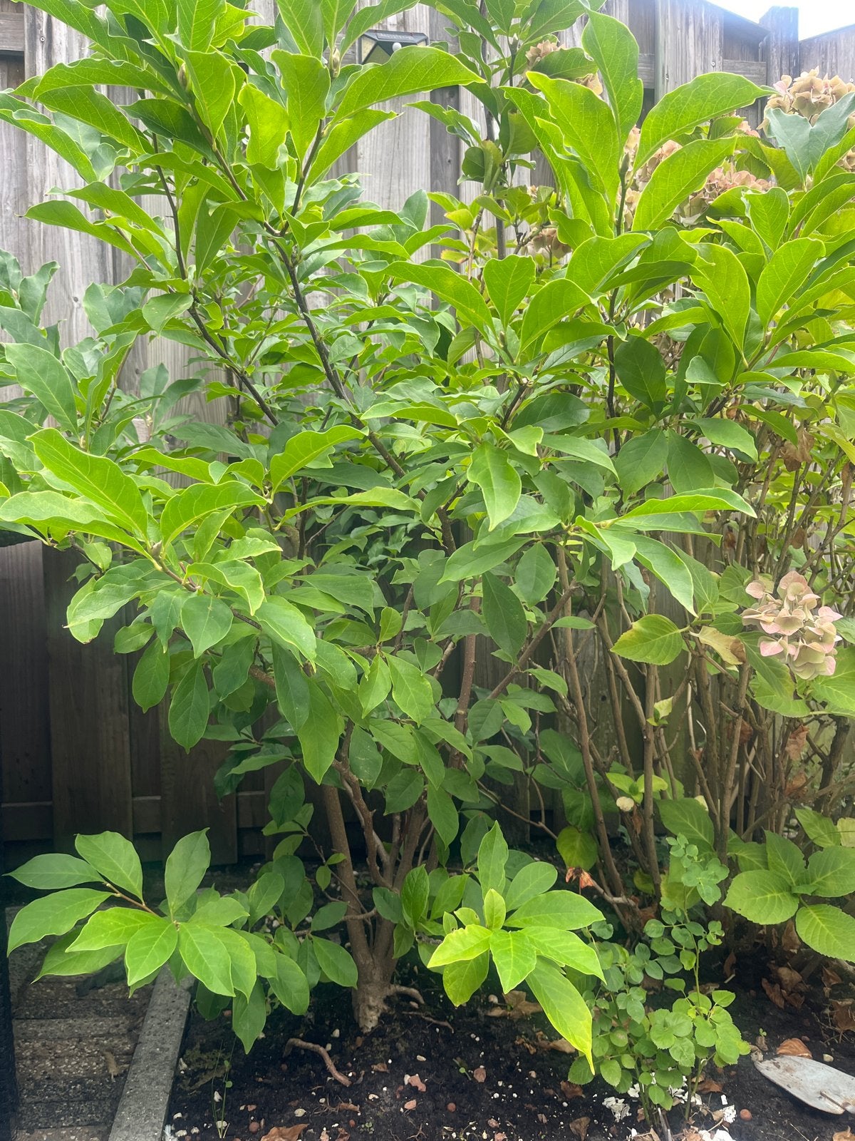 Magnolia boom - 5 jaar oud, Tuin en Terras, Volle zon, Lente, 100 tot 250 cm, Overige soorten