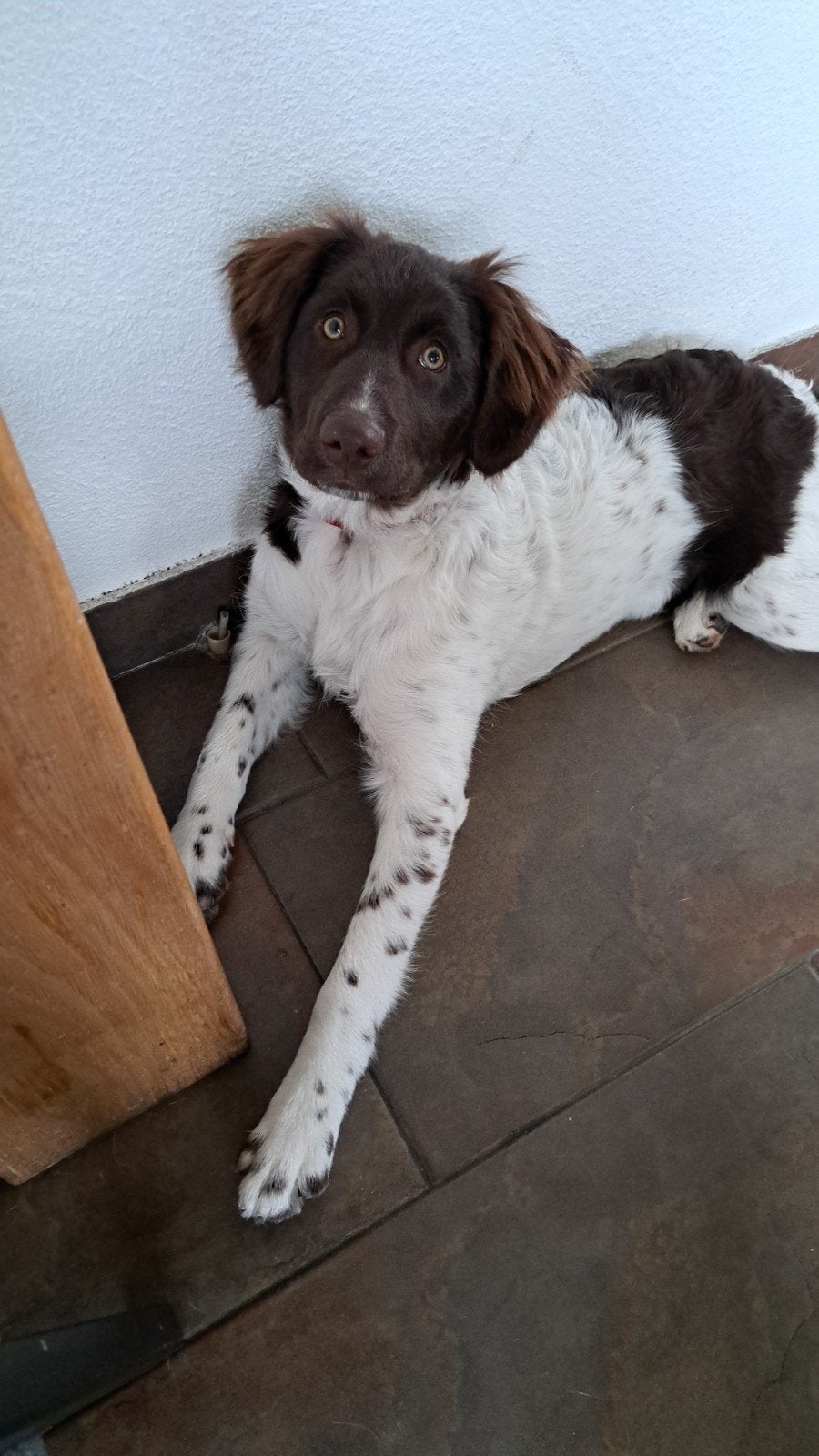 Friese stabij pup, 15 weken tot 1 jaar, Overige rassen, Teef, Parvo