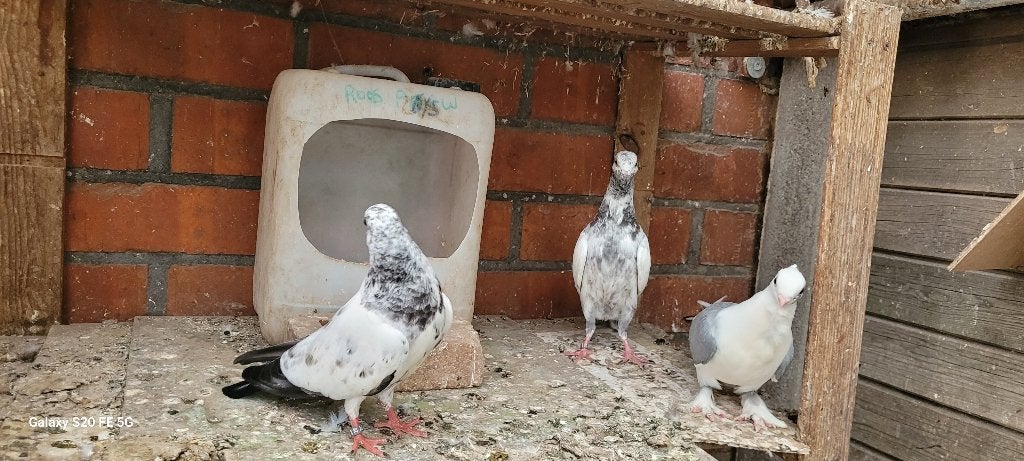 Pakistaanse hoogvliegers, Dieren en Toebehoren, Vogels | Duiven, Meerdere dieren, Overige soorten