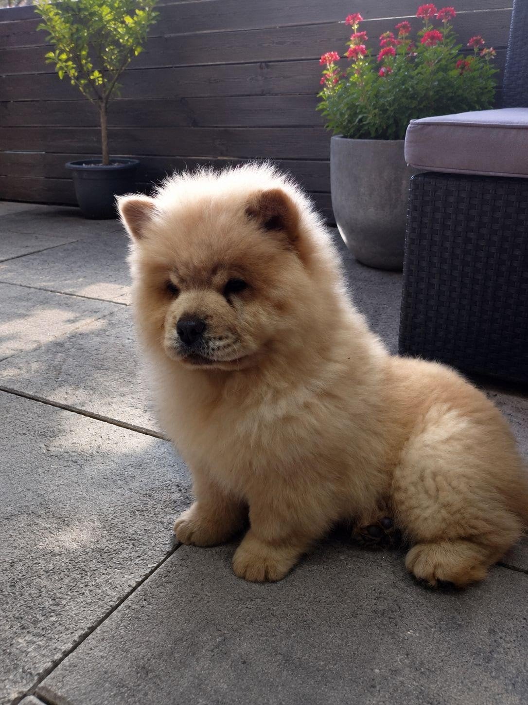 Chow chow pup, 15 weken tot 1 jaar, Overige rassen, Teef, Parvo