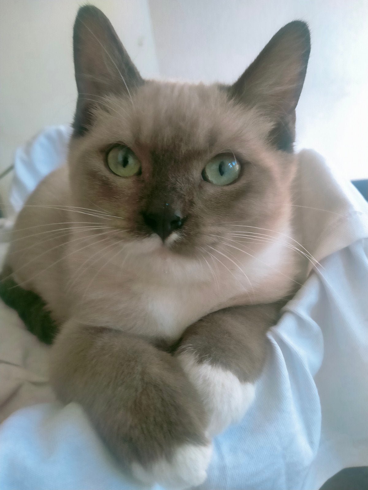 ragdoll/Siamees/brits kittens /inclusief 2 vaccinaties gehad, 0 tot 2 jaar