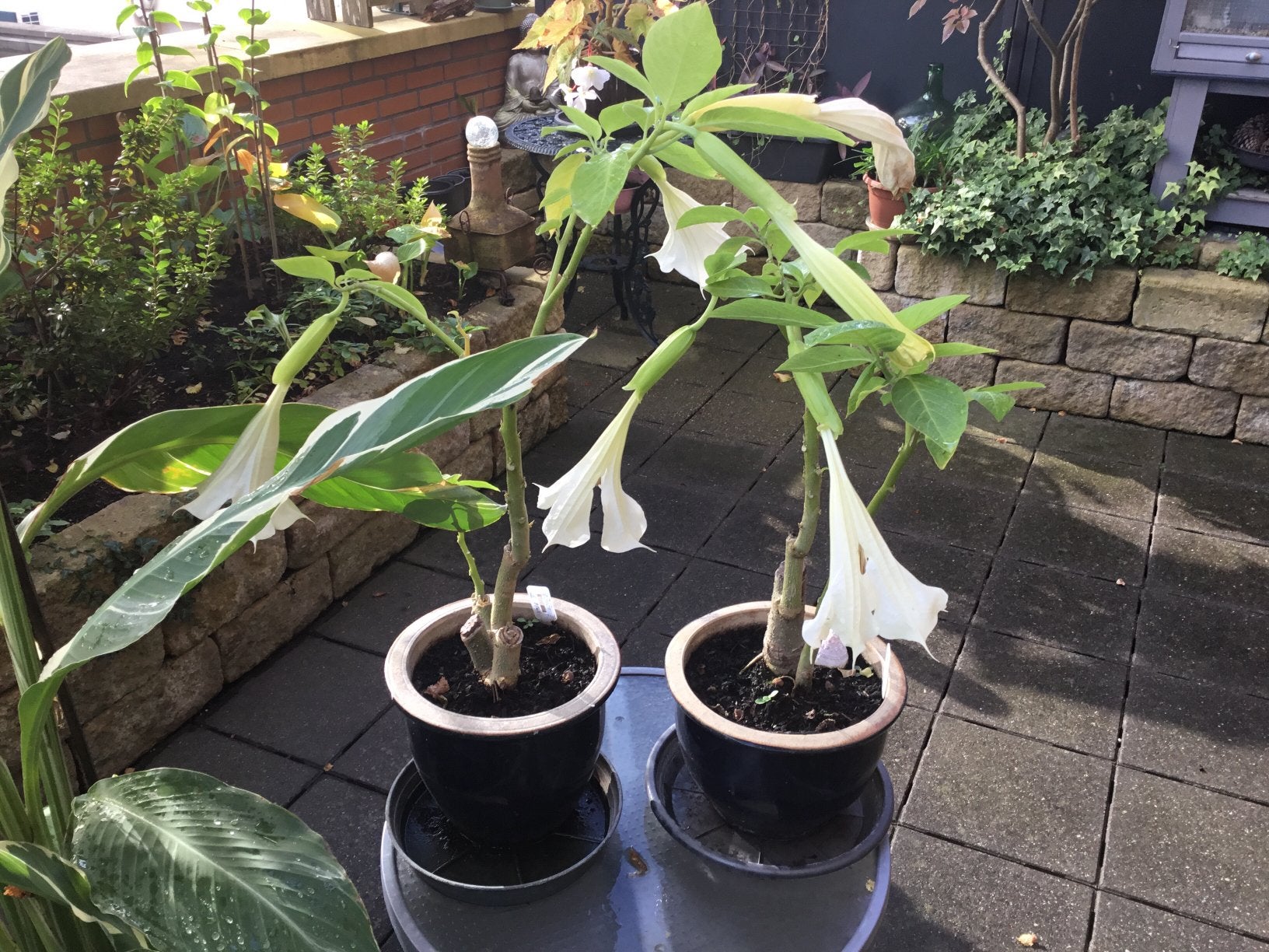 Brugmansia,s. 4. X.  17,50. Alle 4. Ook nog Canna,s, Ophalen of Verzenden