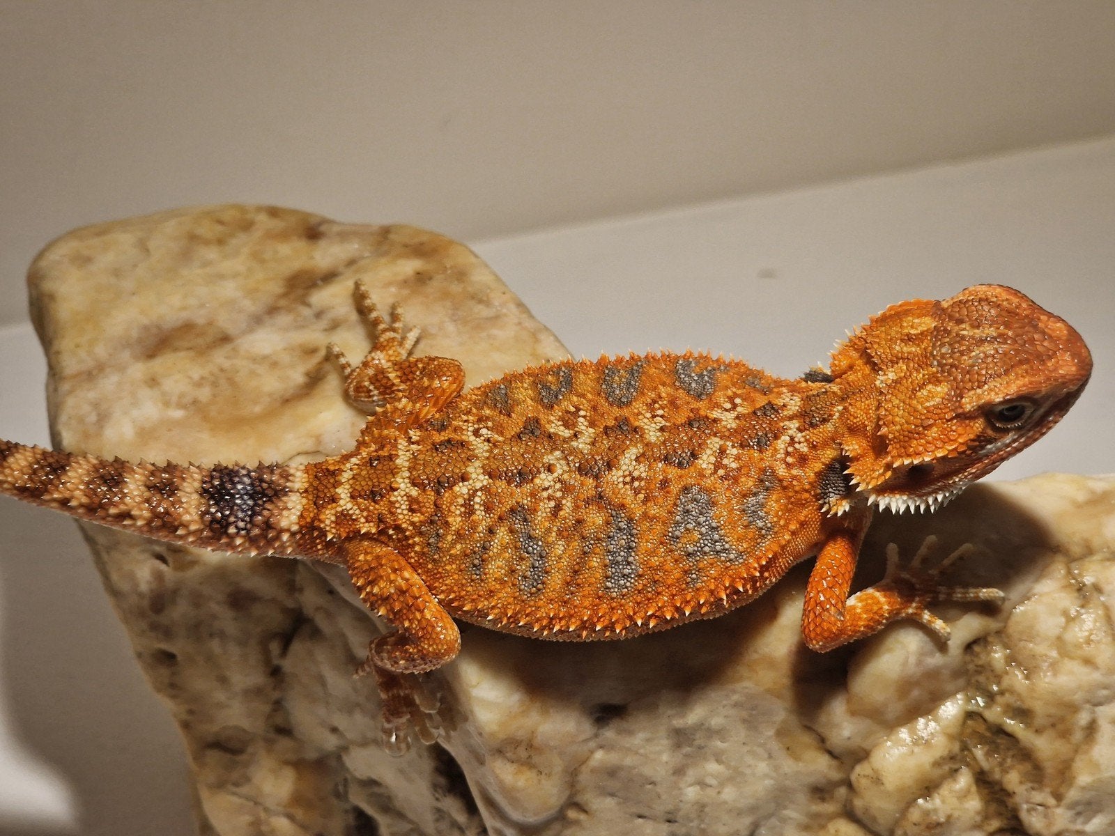 DRACO REPTILES – Prachtige Baardagaam Nakweek Bearded Dragon photo 23