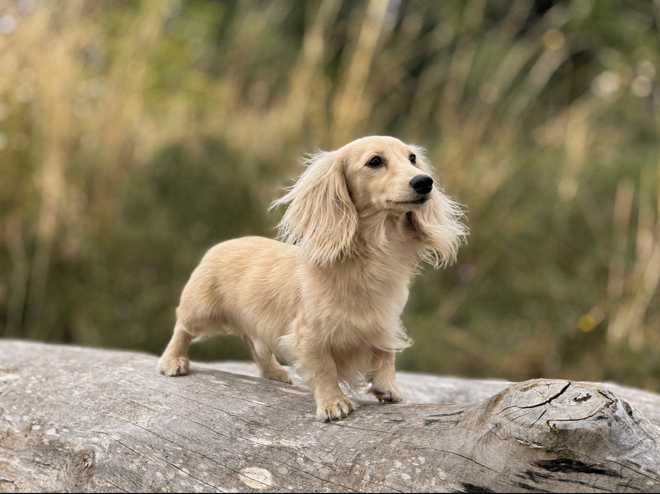 Prachtige Cream / Blonde Kaninchen Teckel Dekreu Beschikbaar, Kaninchen, Reu, 1 tot 2 jaar, Langhaar