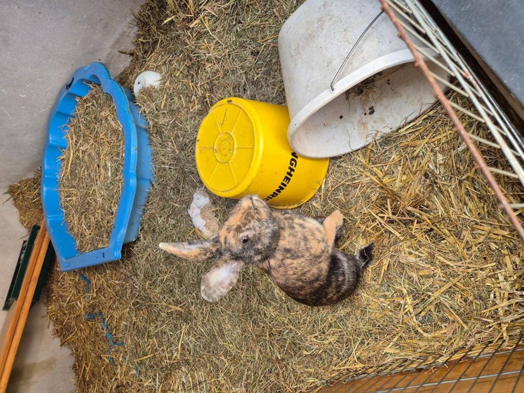 Vrouwtjeskonijn 1 jaar oud, Dieren en Toebehoren, Mannelijk