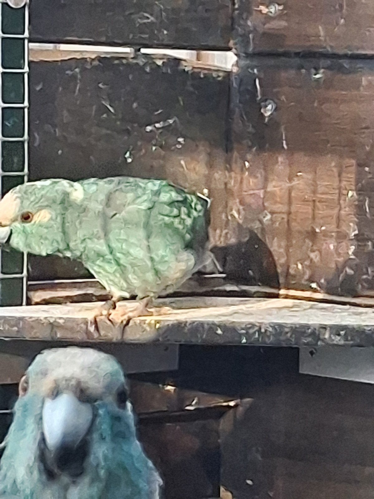 Te koop 5 jonge kakariki s, Dieren en Toebehoren, Meerdere dieren, Parkiet