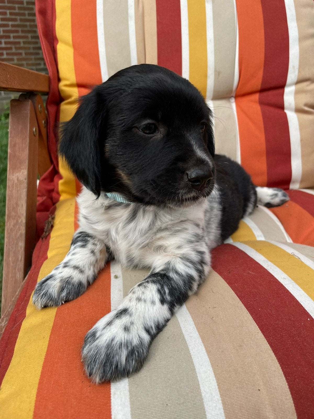 Lieve Puppy's te koop., Dieren en Toebehoren, Honden | Niet-rashonden, Parvo, 8 tot 15 weken, Meerdere, Meerdere dieren