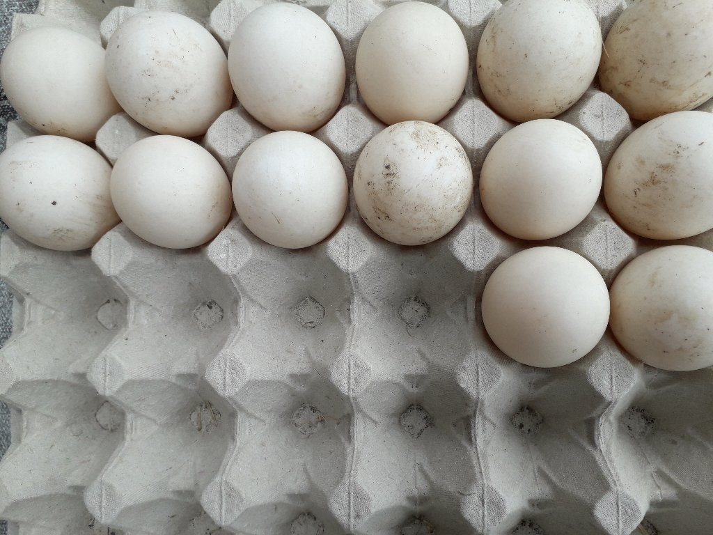 Te koop eieren van khaki campbell eenden, Meerdere dieren, Kip