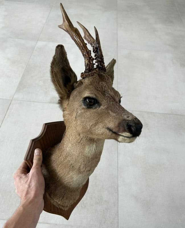 Ree met geweitje reeënkopje - Taxidermie, Verzamelen, Ophalen of Verzenden, Gebruikt, Hert, Gewei of Kop