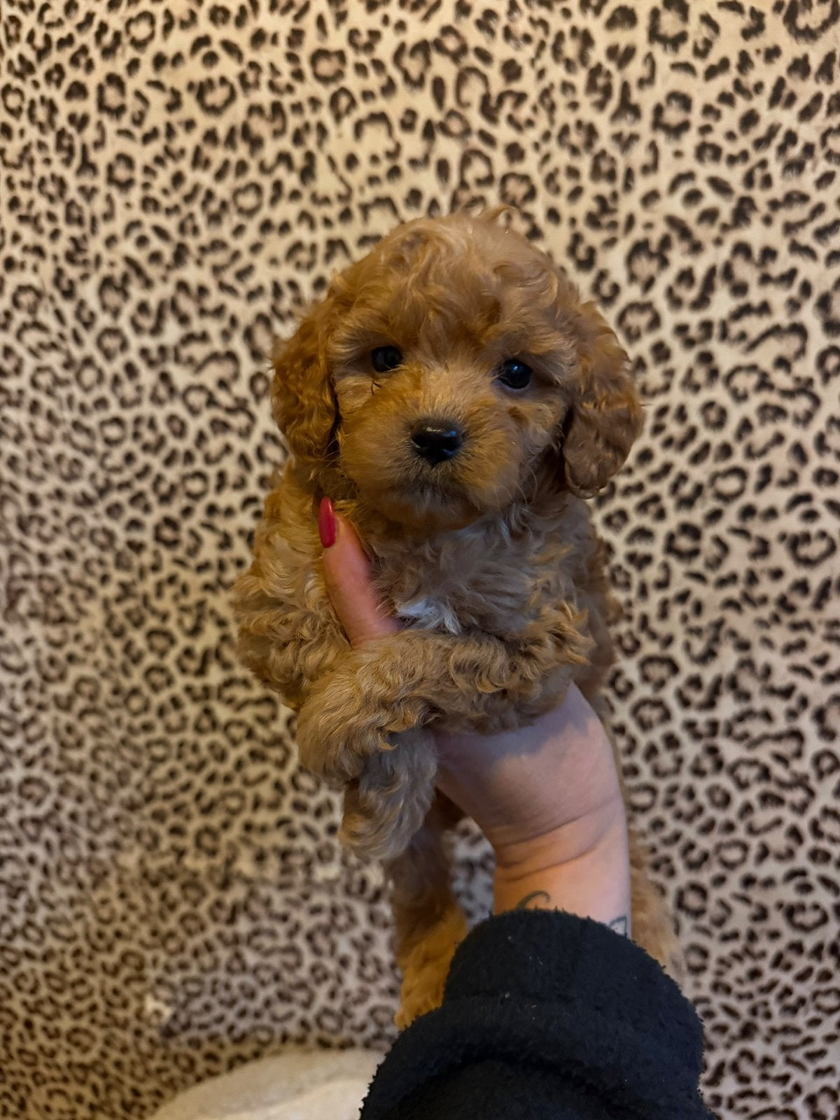 Maltipoo pups, maltipoo x toy poedel, Nederland, Overige rassen, CDV (hondenziekte), 8 tot 15 weken