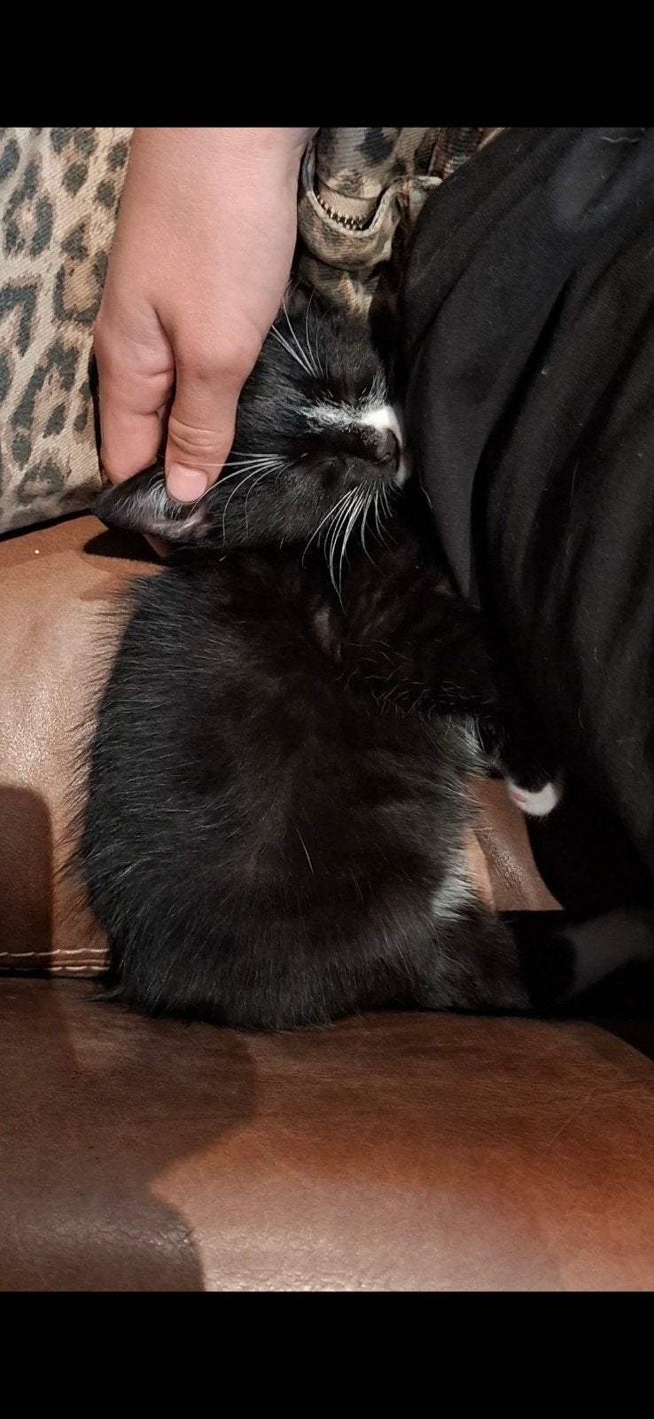 Kitten zwart wit blesje laatste nog beschikbaar, Dieren en Toebehoren, Meerdere dieren