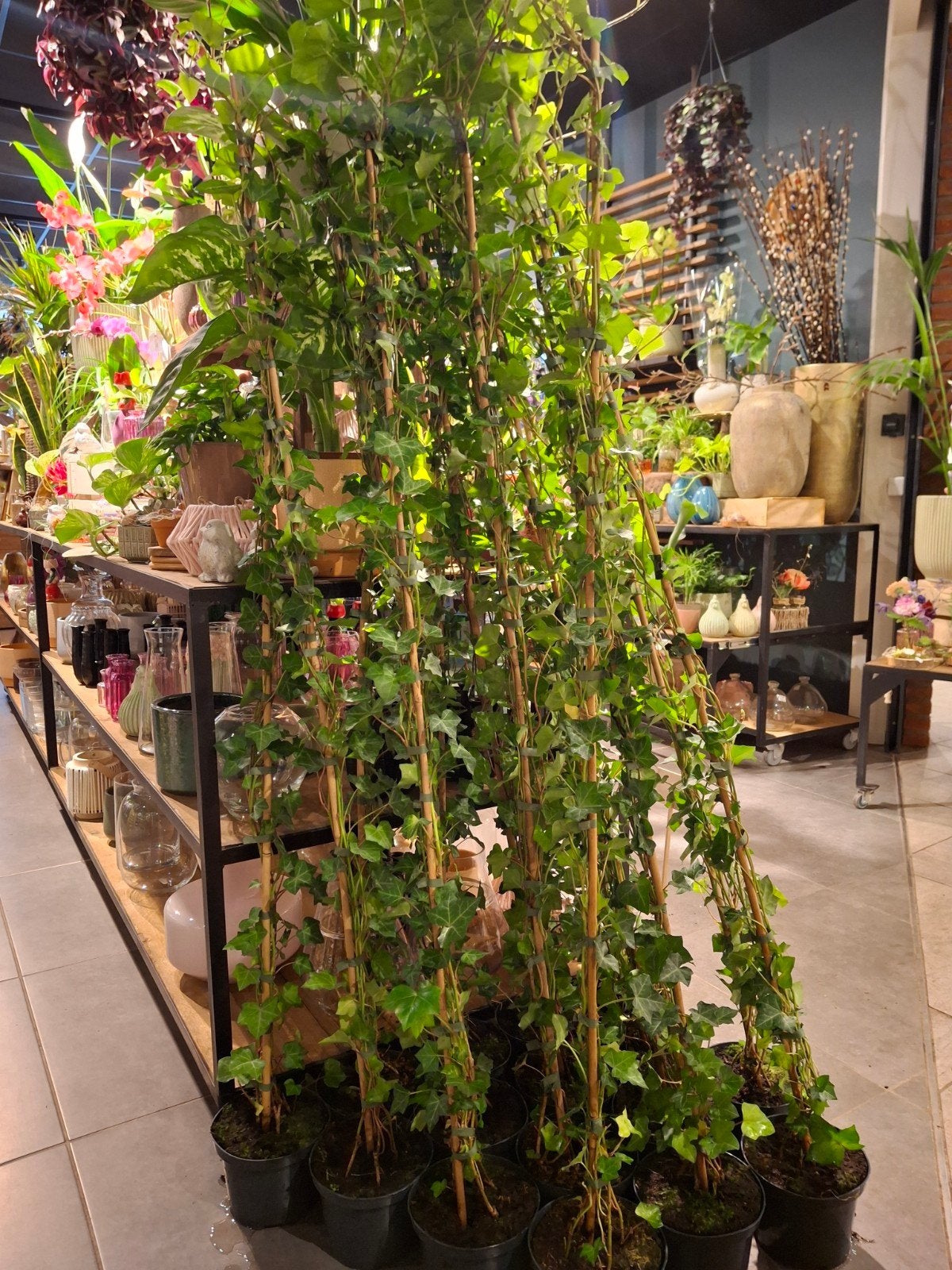 Hedera Stekken Kweken: Tips en Stappen | Marktplaats
