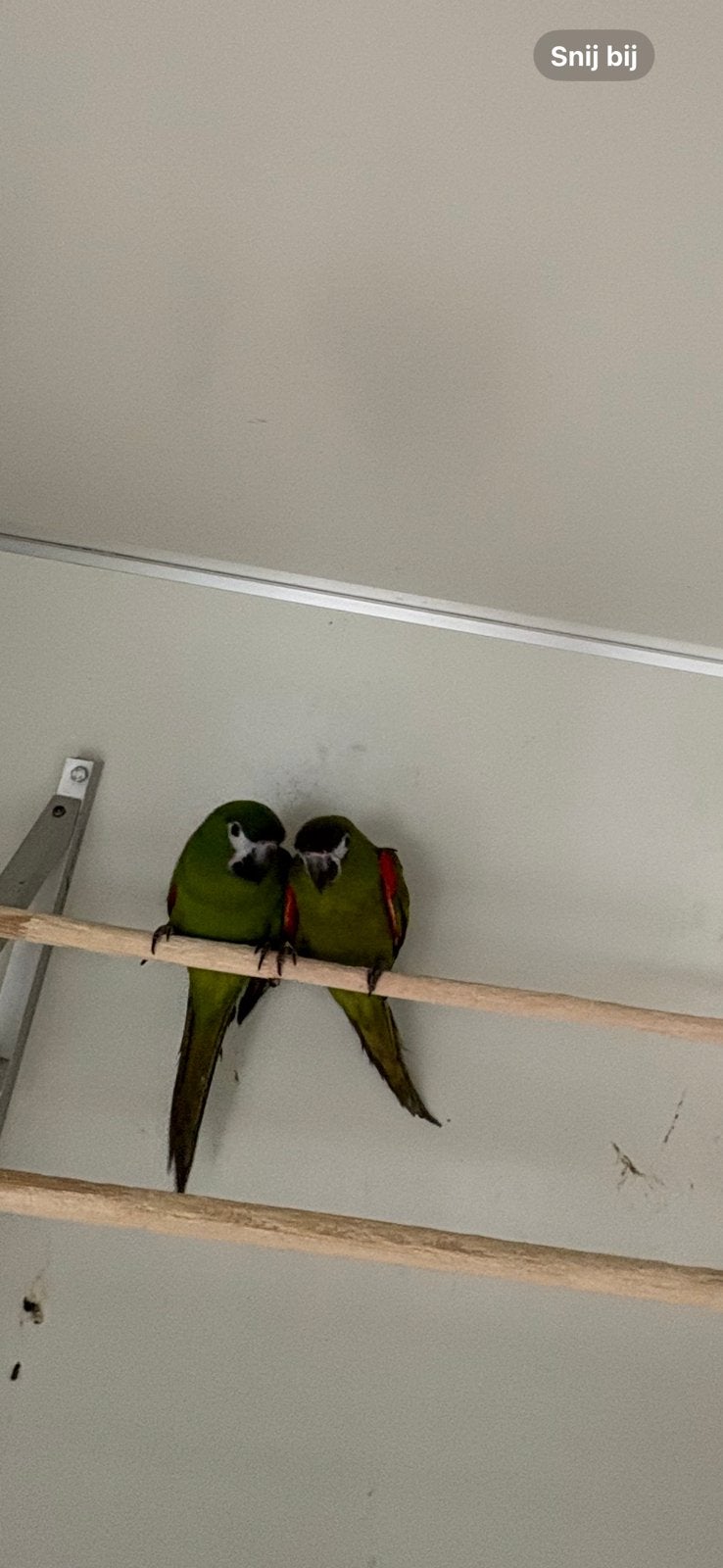 Kweekkoppel ara nobilis, Meerdere dieren, Papegaai, Geringd