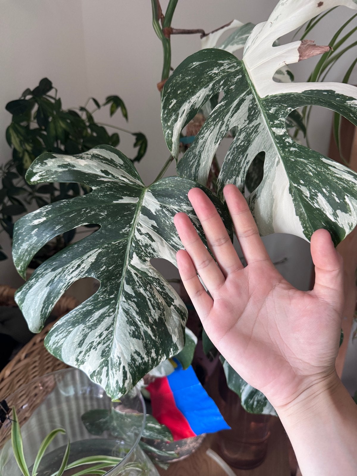 Monstera Albo Variegata - Grote en gezonde plant, Tuin en Terras, Planten | Tuinplanten, Vaste plant, Bloeit niet, Halfschaduw
